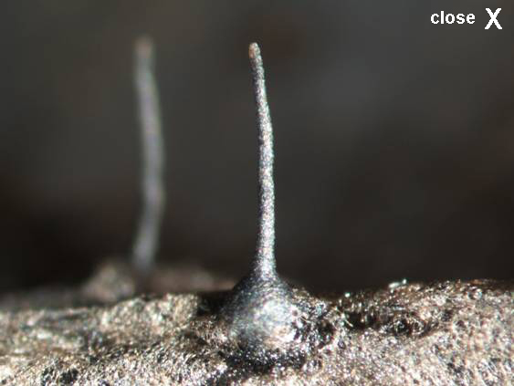 microscopic image of a fungus